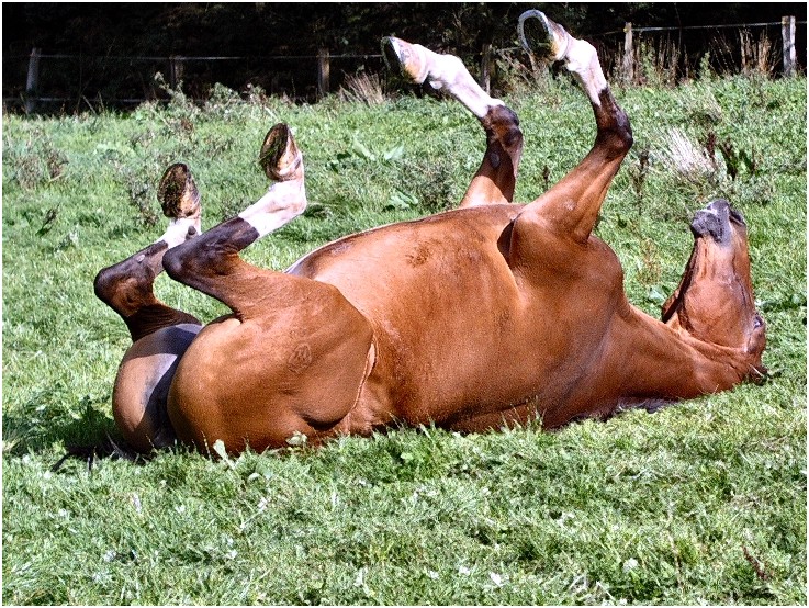 Hier Ende, X